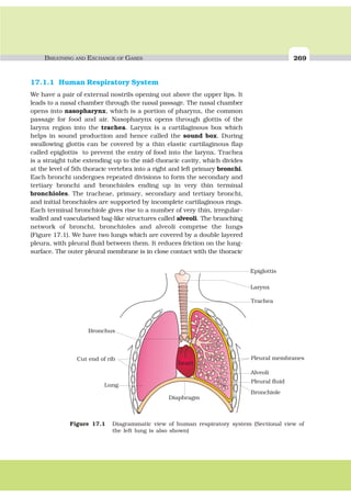 BREATHING AND EXCHANGE OF GASES 269
17.1.1 Human Respiratory System
We have a pair of external nostrils opening out above the upper lips. It
leads to a nasal chamber through the nasal passage. The nasal chamber
opens into nasopharynx, which is a portion of pharynx, the common
passage for food and air. Nasopharynx opens through glottis of the
larynx region into the trachea. Larynx is a cartilaginous box which
helps in sound production and hence called the sound box. During
swallowing glottis can be covered by a thin elastic cartilaginous flap
called epiglottis to prevent the entry of food into the larynx. Trachea
is a straight tube extending up to the mid-thoracic cavity, which divides
at the level of 5th thoracic vertebra into a right and left primary bronchi.
Each bronchi undergoes repeated divisions to form the secondary and
tertiary bronchi and bronchioles ending up in very thin terminal
bronchioles. The tracheae, primary, secondary and tertiary bronchi,
and initial bronchioles are supported by incomplete cartilaginous rings.
Each terminal bronchiole gives rise to a number of very thin, irregular-
walled and vascularised bag-like structures called alveoli. The branching
network of bronchi, bronchioles and alveoli comprise the lungs
(Figure 17.1). We have two lungs which are covered by a double layered
pleura, with pleural fluid between them. It reduces friction on the lung-
surface. The outer pleural membrane is in close contact with the thoracic
Bronchus
Lung
heart
Diaphragm
Epiglottis
Larynx
Trachea
Cut end of rib Pleural membranes
Alveoli
Pleural fluid
Bronchiole
Figure 17.1 Diagrammatic view of human respiratory system (Sectional view of
the left lung is also shown)
 