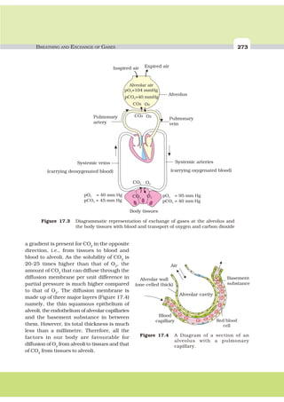 BREATHING AND EXCHANGE OF GASES 273
a gradient is present for CO2
in the opposite
direction, i.e., from tissues to blood and
blood to alveoli. As the solubility of CO2
is
20-25 times higher than that of O2
, the
amount of CO2
that can diffuse through the
diffusion membrane per unit difference in
partial pressure is much higher compared
to that of O2
. The diffusion membrane is
made up of three major layers (Figure 17.4)
namely, the thin squamous epithelium of
alveoli, the endothelium of alveolar capillaries
and the basement substance in between
them. However, its total thickness is much
less than a millimetre. Therefore, all the
factors in our body are favourable for
diffusion of O2
from alveoli to tissues and that
of CO2
from tissues to alveoli.
Air
Alveolar wall
(one-celled thick)
Red blood
cell
Blood
capillary
Basement
substance
Alveolar cavity
Figure 17.4 A Diagram of a section of an
alveolus with a pulmonary
capillary.
Figure 17.3 Diagrammatic representation of exchange of gases at the alveolus and
the body tissues with blood and transport of oxygen and carbon dioxide
Expired air
Alveolus
pO = 40 mm Hg
pCO = 45 mm Hg
2
2
pO = 95 mm Hg
pCO = 40 mm Hg
2
2
Pulmonary
artery
Pulmonary
vein
Systemic veins
(carrying deoxygenated blood) (carrying oxygenated blood)
Systemic arteries
Body tissues
CO2 O2
Inspired air
CO2 O2
Alveolar air
pO =104 mmHg2
pCO =40 mmHg2
CO2
O2
CO2
CO2
O2
O2
 