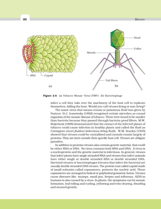 26 BIOLOGY
infect a cell they take over the machinery of the host cell to replicate
themselves, killing the host. Would you call viruses living or non-living?
The name virus that means venom or poisonous fluid was given by
Pasteur. D.J. Ivanowsky (1892) recognised certain microbes as causal
organism of the mosaic disease of tobacco. These were found to be smaller
than bacteria because they passed through bacteria-proof filters. M.W.
Beijerinek (1898) demonstrated that the extract of the infected plants of
tobacco could cause infection in healthy plants and called the fluid as
Contagium vivum fluidum (infectious living fluid). W.M. Stanley (1935)
showed that viruses could be crystallised and crystals consist largely of
proteins. They are inert outside their specific host cell. Viruses are obligate
parasites.
In addition to proteins viruses also contain genetic material, that could
be either RNA or DNA. No virus contains both RNA and DNA. A virus is
a nucleoprotein and the genetic material is infectious. In general, viruses
that infect plants have single stranded RNA and viruses that infect animals
have either single or double stranded RNA or double stranded DNA.
Bacterial viruses or bacteriophages (viruses that infect the bacteria) are
usually double stranded DNA viruses. The protein coat called capsid made
of small subunits called capsomeres, protects the nucleic acid. These
capsomeres are arranged in helical or polyhedral geometric forms. Viruses
cause diseases like mumps, small pox, herpes and influenza. AIDS in
humans is also caused by a virus. In plants, the symptoms can be mosaic
formation, leaf rolling and curling, yellowing and vein clearing, dwarfing
and stunted growth.
RNA Capsid
(a)
Sheath
Head
Tail fibres
Collar
(b)
Figure 2.6 (a) Tobacco Mosaic Virus (TMV) (b) Bacteriophage
 