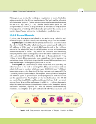 BODY FLUIDS AND CIRCULATION 279
Fibrinogens are needed for clotting or coagulation of blood. Globulins
primarly are involved in defense mechanisms of the body and the albumins
help in osmotic balance. Plasma also contains small amounts of minerals
like Na+
, Ca++
, Mg++
, HCO3
–
, Cl–
, etc. Glucose, amino acids, lipids, etc., are
also present in the plasma as they are always in transit in the body. Factors
for coagulation or clotting of blood are also present in the plasma in an
inactive form. Plasma without the clotting factors is called serum.
18.1.2 Formed Elements
Erythrocytes, leucocytes and platelets are collectively called formed
elements (Figure 18.1) and they constitute nearly 45 per cent of the blood.
Erythrocytes or red blood cells (RBC) are the most abundant of all
the cells in blood. A healthy adult man has, on an average, 5 millions to
5.5 millions of RBCs mm–3
of blood. RBCs are formed in the red bone
marrow in the adults. RBCs are devoid of nucleus in most of the mammals
and are biconcave in shape. They have a red coloured, iron containing
complex protein called haemoglobin, hence the colour and name of these
cells. A healthy individual has 12-16 gms of haemoglobin in every
100 ml of blood. These molecules play a significant role in transport of
respiratory gases. RBCs have an average life span of 120 days after which
they are destroyed in the spleen (graveyard of RBCs).
Leucocytes are also known as white blood cells (WBC) as they are
colourless due to the lack of haemoglobin. They are nucleated and are
relatively lesser in number which averages 6000-8000 mm–3 of blood.
Leucocytes are generally short lived. We have two main categories of WBCs
– granulocytes and agranulocytes. Neutrophils, eosinophils and basophils
are different types of granulocytes, while lymphocytes and monocytes
are the agranulocytes. Neutrophils are the most abundant cells (60-65
per cent) of the total WBCs and basophils are the least (0.5-1 per cent)
among them. Neutrophils and monocytes (6-8 per cent) are phagocytic
cells which destroy foreign organisms entering the body. Basophils secrete
histamine, serotonin, heparin, etc., and are involved in inflammatory
reactions. Eosinophils (2-3 per cent) resist infections and are also
R B C
Platelets
Eosinophil
Basophil
Neutrophil
Monocyte
T lymphocyte
B lymphocyte
Figure 18.1 Diagrammatic representation of formed elements in blood
 