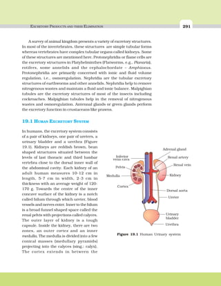 EXCRETORY PRODUCTS AND THEIR ELIMINATION 291
A survey of animal kingdom presents a variety of excretory structures.
In most of the invertebrates, these structures are simple tubular forms
whereas vertebrates have complex tubular organs called kidneys. Some
of these structures are mentioned here. Protonephridia or flame cells are
the excretory structures in Platyhelminthes (Flatworms, e.g., Planaria),
rotifers, some annelids and the cephalochordate – Amphioxus.
Protonephridia are primarily concerned with ionic and fluid volume
regulation, i.e., osmoregulation. Nephridia are the tubular excretory
structures of earthworms and other annelids. Nephridia help to remove
nitrogenous wastes and maintain a fluid and ionic balance. Malpighian
tubules are the excretory structures of most of the insects including
cockroaches. Malpighian tubules help in the removal of nitrogenous
wastes and osmoregulation. Antennal glands or green glands perform
the excretory function in crustaceans like prawns.
19.1 HUMAN EXCRETORY SYSTEM
In humans, the excretory system consists
of a pair of kidneys, one pair of ureters, a
urinary bladder and a urethra (Figure
19.1). Kidneys are reddish brown, bean
shaped structures situated between the
levels of last thoracic and third lumbar
vertebra close to the dorsal inner wall of
the abdominal cavity. Each kidney of an
adult human measures 10-12 cm in
length, 5-7 cm in width, 2-3 cm in
thickness with an average weight of 120-
170 g. Towards the centre of the inner
concave surface of the kidney is a notch
called hilum through which ureter, blood
vessels and nerves enter. Inner to the hilum
is a broad funnel shaped space called the
renal pelvis with projections called calyces.
The outer layer of kidney is a tough
capsule. Inside the kidney, there are two
zones, an outer cortex and an inner
medulla. The medulla is divided into a few
conical masses (medullary pyramids)
projecting into the calyces (sing.: calyx).
The cortex extends in between the
Figure 19.1 Human Urinary system
 