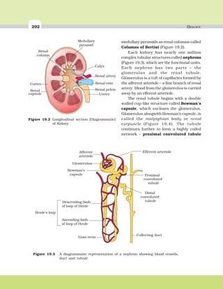 292 BIOLOGY
Figure 19.3 A diagrammatic representation of a nephron showing blood vessels,
duct and tubule
medullary pyramids as renal columns called
Columns of Bertini (Figure 19.2).
Each kidney has nearly one million
complex tubular structures called nephrons
(Figure 19.3), which are the functional units.
Each nephron has two parts – the
glomerulus and the renal tubule.
Glomerulus is a tuft of capillaries formed by
the afferent arteriole – a fine branch of renal
artery. Blood from the glomerulus is carried
away by an efferent arteriole.
The renal tubule begins with a double
walled cup-like structure called Bowman’s
capsule, which encloses the glomerulus.
Glomerulus alongwith Bowman’s capsule, is
called the malpighian body or renal
corpuscle (Figure 19.4). The tubule
continues further to form a highly coiled
network – proximal convoluted tubule
Figure 19.2 Longitudinal section (Diagrammatic)
of Kidney
 
