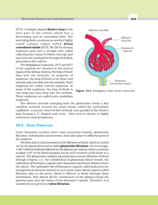 EXCRETORY PRODUCTS AND THEIR ELIMINATION 293
(PCT). A hairpin shaped Henle’s loop is the
next part of the tubule which has a
descending and an ascending limb. The
ascending limb continues as another highly
coiled tubular region called distal
convoluted tubule (DCT). The DCTs of many
nephrons open into a straight tube called
collecting duct, many of which converge and
open into the renal pelvis through medullary
pyramids in the calyces.
The Malpighian corpuscle, PCT and DCT
of the nephron are situated in the cortical
region of the kidney whereas the loop of Henle
dips into the medulla. In majority of
nephrons, the loop of Henle is too short and
extends only very little into the medulla. Such
nephrons are called cortical nephrons. In
some of the nephrons, the loop of Henle is
very long and runs deep into the medulla.
These nephrons are called juxta medullary
nephrons.
The efferent arteriole emerging from the glomerulus forms a fine
capillary network around the renal tubule called the peritubular
capillaries. A minute vessel of this network runs parallel to the Henle’s
loop forming a ‘U’ shaped vasa recta. Vasa recta is absent or highly
reduced in cortical nephrons.
19.2 URINE FORMATION
Urine formation involves three main processes namely, glomerular
filtration, reabsorption and secretion, that takes place in different parts of
the nephron.
The first step in urine formation is the filtration of blood, which is carried
out by the glomerulus and is called glomerular filtration. On an average,
1100-1200 ml of blood is filtered by the kidneys per minute which constitute
roughly 1/5th
of the blood pumped out by each ventricle of the heart in a
minute. The glomerular capillary blood pressure causes filtration of blood
through 3 layers, i.e., the endothelium of glomerular blood vessels, the
epithelium of Bowman’s capsule and a basement membrane between these
two layers. The epithelial cells of Bowman’s capsule called podocytes are
arranged in an intricate manner so as to leave some minute spaces called
filtration slits or slit pores. Blood is filtered so finely through these
membranes, that almost all the constituents of the plasma except the
proteins pass onto the lumen of the Bowman’s capsule. Therefore, it is
considered as a process of ultra filtration.
Afferent arteriole
Efferent
arteriole
Bowman’s
capsule
Proximal
convoluted tubule
Figure 19.4 Malpighian body (renal corpuscle)
 