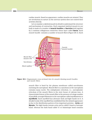 304 BIOLOGY
cardiac muscle. Based on appearance, cardiac muscles are striated. They
are involuntary in nature as the nervous system does not control their
activities directly.
Let us examine a skeletal muscle in detail to understand the structure
and mechanism of contraction. Each organised skeletal muscle in our
body is made of a number of muscle bundles or fascicles held together
by a common collagenous connective tissue layer called fascia. Each
muscle bundle contains a number of muscle fibres (Figure 20.1). Each
muscle fibre is lined by the plasma membrane called sarcolemma
enclosing the sarcoplasm. Muscle fibre is a syncitium as the sarcoplasm
contains many nuclei. The endoplasmic reticulum, i.e., sarcoplasmic
reticulum of the muscle fibres is the store house of calcium ions. A
characteristic feature of the muscle fibre is the presence of a large number
of parallelly arranged filaments in the sarcoplasm called myofilaments or
myofibrils. Each myofibril has alternate dark and light bands on it. A
detailed study of the myofibril has established that the striated appearance
is due to the distribution pattern of two important proteins – Actin and
Myosin. The light bands contain actin and is called I-band or Isotropic
band, whereas the dark band called ‘A’ or Anisotropic band contains
Fascicle
(muscle bundle)
Muscle fibre
(muscle cell)
Sarcolemma
Blood capillary
Figure 20.1 Diagrammatic cross sectional view of a muscle showing muscle bundles
and muscle fibres
 