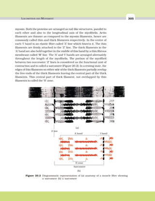 LOCOMOTION AND MOVEMENT 305
myosin. Both the proteins are arranged as rod-like structures, parallel to
each other and also to the longitudinal axis of the myofibrils. Actin
filaments are thinner as compared to the myosin filaments, hence are
commonly called thin and thick filaments respectively. In the centre of
each ‘I’ band is an elastic fibre called ‘Z’ line which bisects it. The thin
filaments are firmly attached to the ‘Z’ line. The thick filaments in the
‘A’ band are also held together in the middle of this band by a thin fibrous
membrane called ‘M’ line. The ‘A’ and ‘I’ bands are arranged alternately
throughout the length of the myofibrils. The portion of the myofibril
between two successive ‘Z’ lines is considered as the functional unit of
contraction and is called a sarcomere (Figure 20.2). In a resting state, the
edges of thin filaments on either side of the thick filaments partially overlap
the free ends of the thick filaments leaving the central part of the thick
filaments. This central part of thick filament, not overlapped by thin
filaments is called the ‘H’ zone.
Figure 20.2 Diagrammatic representation of (a) anatomy of a muscle fibre showing
a sarcomere (b) a sarcomere
Z line
A band I band
H zone
Sarcomere
(a)
(b)
 