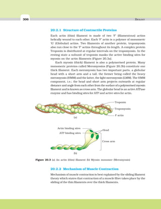 306 BIOLOGY
20.2.1 Structure of Contractile Proteins
Each actin (thin) filament is made of two ‘F’ (filamentous) actins
helically wound to each other. Each ‘F’ actin is a polymer of monomeric
‘G’ (Globular) actins. Two filaments of another protein, tropomyosin
also run close to the ‘F’ actins throughout its length. A complex protein
Troponin is distributed at regular intervals on the tropomyosin. In the
resting state a subunit of troponin masks the active binding sites for
myosin on the actin filaments (Figure 20.3a).
Each myosin (thick) filament is also a polymerised protein. Many
monomeric proteins called Meromyosins (Figure 20.3b) constitute one
thick filament. Each meromyosin has two important parts, a globular
head with a short arm and a tail, the former being called the heavy
meromyosin (HMM) and the latter, the light meromyosin (LMM). The HMM
component, i.e.; the head and short arm projects outwards at regular
distance and angle from each other from the surface of a polymerised myosin
filament and is known as cross arm. The globular head is an active ATPase
enzyme and has binding sites for ATP and active sites for actin.
Figure 20.3 (a) An actin (thin) filament (b) Myosin monomer (Meromyosin)
Actin binding sites
ATP binding sites
Head
Cross arm
(a)
(b)
20.2.2 Mechanism of Muscle Contraction
Mechanism of muscle contraction is best explained by the sliding filament
theory which states that contraction of a muscle fibre takes place by the
sliding of the thin filaments over the thick filaments.
 