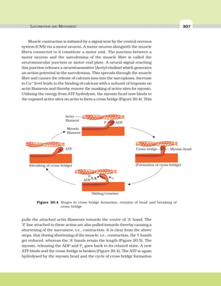 LOCOMOTION AND MOVEMENT 307
Muscle contraction is initiated by a signal sent by the central nervous
system (CNS) via a motor neuron. A motor neuron alongwith the muscle
fibres connected to it constitute a motor unit. The junction between a
motor neuron and the sarcolemma of the muscle fibre is called the
neuromuscular junction or motor-end plate. A neural signal reaching
this junction releases a neurotransmitter (Acetyl choline) which generates
an action potential in the sarcolemma. This spreads through the muscle
fibre and causes the release of calcium ions into the sarcoplasm. Increase
in Ca++
level leads to the binding of calcium with a subunit of troponin on
actin filaments and thereby remove the masking of active sites for myosin.
Utilising the energy from ATP hydrolysis, the myosin head now binds to
the exposed active sites on actin to form a cross bridge (Figure 20.4). This
pulls the attached actin filaments towards the centre of ‘A’ band. The
‘Z’ line attached to these actins are also pulled inwards thereby causing a
shortening of the sarcomere, i.e., contraction. It is clear from the above
steps, that during shortening of the muscle, i.e., contraction, the ‘I’ bands
get reduced, whereas the ‘A’ bands retain the length (Figure 20.5). The
myosin, releasing the ADP and P1
goes back to its relaxed state. A new
ATP binds and the cross-bridge is broken (Figure 20.4). The ATP is again
hydrolysed by the myosin head and the cycle of cross bridge formation
Figure 20.4 Stages in cross bridge formation, rotation of head and breaking of
cross bridge
 