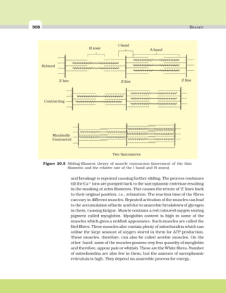 308 BIOLOGY
and breakage is repeated causing further sliding. The process continues
till the Ca++
ions are pumped back to the sarcoplasmic cisternae resulting
in the masking of actin filaments. This causes the return of ‘Z’ lines back
to their original position, i.e., relaxation. The reaction time of the fibres
can vary in different muscles. Repeated activation of the muscles can lead
to the accumulation of lactic acid due to anaerobic breakdown of glycogen
in them, causing fatigue. Muscle contains a red coloured oxygen storing
pigment called myoglobin. Myoglobin content is high in some of the
muscles which gives a reddish appearance. Such muscles are called the
Red fibres. These muscles also contain plenty of mitochondria which can
utilise the large amount of oxygen stored in them for ATP production.
These muscles, therefore, can also be called aerobic muscles. On the
other hand, some of the muscles possess very less quantity of myoglobin
and therefore, appear pale or whitish. These are the White fibres. Number
of mitochondria are also few in them, but the amount of sarcoplasmic
reticulum is high. They depend on anaerobic process for energy.
Figure 20.5 Sliding-filament theory of muscle contraction (movement of the thin
filaments and the relative size of the I band and H zones)
 