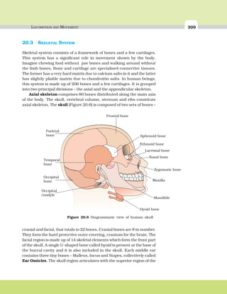 LOCOMOTION AND MOVEMENT 309
20.3 SKELETAL SYSTEM
Skeletal system consists of a framework of bones and a few cartilages.
This system has a significant role in movement shown by the body.
Imagine chewing food without jaw bones and walking around without
the limb bones. Bone and cartilage are specialised connective tissues.
The former has a very hard matrix due to calcium salts in it and the latter
has slightly pliable matrix due to chondroitin salts. In human beings,
this system is made up of 206 bones and a few cartilages. It is grouped
into two principal divisions – the axial and the appendicular skeleton.
Axial skeleton comprises 80 bones distributed along the main axis
of the body. The skull, vertebral column, sternum and ribs constitute
axial skeleton. The skull (Figure 20.6) is composed of two sets of bones –
cranial and facial, that totals to 22 bones. Cranial bones are 8 in number.
They form the hard protective outer covering, cranium for the brain. The
facial region is made up of 14 skeletal elements which form the front part
of the skull. A single U-shaped bone called hyoid is present at the base of
the buccal cavity and it is also included in the skull. Each middle ear
contains three tiny bones – Malleus, Incus and Stapes, collectively called
Ear Ossicles. The skull region articulates with the superior region of the
Parietal
bone
Frontal bone
Temporal
bone
Occipital
bone
Occipital
condyle
Sphenoid bone
Ethmoid bone
Lacrimal bone
Nasal bone
Zygomatic bone
Maxilla
Mandible
Hyoid bone
Figure 20.6 Diagrammatic view of human skull
 