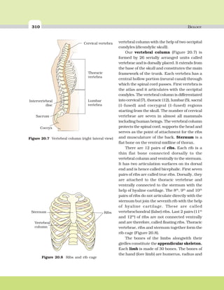 310 BIOLOGY
vertebral column with the help of two occipital
condyles (dicondylic skull).
Our vertebral column (Figure 20.7) is
formed by 26 serially arranged units called
vertebrae and is dorsally placed. It extends from
the base of the skull and constitutes the main
framework of the trunk. Each vertebra has a
central hollow portion (neural canal) through
which the spinal cord passes. First vertebra is
the atlas and it articulates with the occipital
condyles. The vertebral column is differentiated
into cervical (7), thoracic (12), lumbar (5), sacral
(1-fused) and coccygeal (1-fused) regions
starting from the skull. The number of cervical
vertebrae are seven in almost all mammals
including human beings. The vertebral column
protects the spinal cord, supports the head and
serves as the point of attachment for the ribs
and musculature of the back. Sternum is a
flat bone on the ventral midline of thorax.
There are 12 pairs of ribs. Each rib is a
thin flat bone connected dorsally to the
vertebral column and ventrally to the sternum.
It has two articulation surfaces on its dorsal
end and is hence called bicephalic. First seven
pairs of ribs are called true ribs. Dorsally, they
are attached to the thoracic vertebrae and
ventrally connected to the sternum with the
help of hyaline cartilage. The 8th
, 9th
and 10th
pairs of ribs do not articulate directly with the
sternum but join the seventh rib with the help
of hyaline cartilage. These are called
vertebrochondral (false) ribs. Last 2 pairs (11th
and 12th
) of ribs are not connected ventrally
and are therefore, called floating ribs. Thoracic
vertebrae, ribs and sternum together form the
rib cage (Figure 20.8).
The bones of the limbs alongwith their
girdles constitute the appendicular skeleton.
Each limb is made of 30 bones. The bones of
the hand (fore limb) are humerus, radius and
Cervical vertebra
Intervertebral
disc
Sacrum
Coccyx
Thoracic
vertebra
Lumbar
vertebra
Figure 20.7 Vertebral column (right lateral view)
Sternum
Vertebral
column
Ribs
Figure 20.8 Ribs and rib cage
 