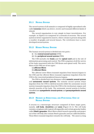 316 BIOLOGY
21.1 NEURAL SYSTEM
The neural system of all animals is composed of highly specialised cells
called neurons which can detect, receive and transmit different kinds of
stimuli.
The neural organisation is very simple in lower invertebrates. For
example, in Hydra it is composed of a network of neurons. The neural
system is better organised in insects, where a brain is present along with
a number of ganglia and neural tissues. The vertebrates have a more
developed neural system.
21.2 HUMAN NEURAL SYSTEM
The human neural system is divided into two parts :
(i) the central neural system (CNS)
(ii) the peripheral neural system (PNS)
The CNS includes the brain and the spinal cord and is the site of
information processing and control. The PNS comprises of all the nerves
of the body associated with the CNS (brain and spinal cord). The nerve
fibres of the PNS are of two types :
(a) afferent fibres
(b) efferent fibres
The afferent nerve fibres transmit impulses from tissues/organs to
the CNS and the efferent fibres transmit regulatory impulses from the
CNS to the concerned peripheral tissues/organs.
The PNS is divided into two divisions called somatic neural system
and autonomic neural system. The somatic neural system relays
impulses from the CNS to skeletal muscles while the autonomic neural
system transmits impulses from the CNS to the involuntary organs and
smooth muscles of the body. The autonomic neural system is further
classified into sympathetic neural system and parasympathetic neural
system.
21.3 NEURON AS STRUCTURAL AND FUNCTIONAL UNIT OF
NEURAL SYSTEM
A neuron is a microscopic structure composed of three major parts,
namely, cell body, dendrites and axon (Figure 21.1). The cell body
contains cytoplasm with typical cell organelles and certain granular bodies
called Nissl’s granules. Short fibres which branch repeatedly and project
out of the cell body also contain Nissl’s granules and are called dendrites.
These fibres transmit impulses towards the cell body. The axon is a long
 