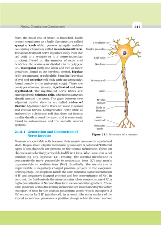NEURAL CONTROL AND COORDINATION 317
fibre, the distal end of which is branched. Each
branch terminates as a bulb-like structure called
synaptic knob which possess synaptic vesicles
containing chemicals called neurotransmitters.
The axons transmit nerve impulses away from the
cell body to a synapse or to a neuro-muscular
junction. Based on the number of axon and
dendrites, the neurons are divided into three types,
i.e., multipolar (with one axon and two or more
dendrites; found in the cerebral cortex), bipolar
(with one axon and one dendrite, found in the retina
of eye) and unipolar (cell body with one axon only;
found usually in the embryonic stage). There are
two types of axons, namely, myelinated and non-
myelinated. The myelinated nerve fibres are
enveloped with Schwann cells, which form a myelin
sheath around the axon. The gaps between two
adjacent myelin sheaths are called nodes of
Ranvier. Myelinated nerve fibres are found in spinal
and cranial nerves. Unmyelinated nerve fibre is
enclosed by a Schwann cell that does not form a
myelin sheath around the axon, and is commonly
found in autonomous and the somatic neural
systems.
21.3.1 Generation and Conduction of
Nerve Impulse
Neurons are excitable cells because their membranes are in a polarised
state. Do you know why the membrane of a neuron is polarised? Different
types of ion channels are present on the neural membrane. These ion
channels are selectively permeable to different ions. When a neuron is not
conducting any impulse, i.e., resting, the axonal membrane is
comparatively more permeable to potassium ions (K
+
) and nearly
impermeable to sodium ions (Na+
). Similarly, the membrane is
impermeable to negatively charged proteins present in the axoplasm.
Consequently, the axoplasm inside the axon contains high concentration
of K+
and negatively charged proteins and low concentration of Na+
. In
contrast, the fluid outside the axon contains a low concentration of K+
, a
high concentration of Na+
and thus form a concentration gradient. These
ionic gradients across the resting membrane are maintained by the active
transport of ions by the sodium-potassium pump which transports 3
Na
+
outwards for 2 K
+
into the cell. As a result, the outer surface of the
axonal membrane possesses a positive charge while its inner surface
Figure 21.1 Structure of a neuron
 