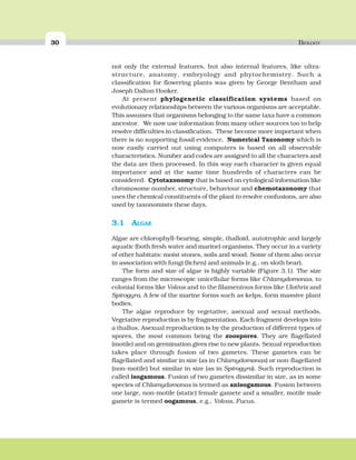 30 BIOLOGY
not only the external features, but also internal features, like ultra-
structure, anatomy, embryology and phytochemistry. Such a
classification for flowering plants was given by George Bentham and
Joseph Dalton Hooker.
At present phylogenetic classification systems based on
evolutionary relationships between the various organisms are acceptable.
This assumes that organisms belonging to the same taxa have a common
ancestor. We now use information from many other sources too to help
resolve difficulties in classification. These become more important when
there is no supporting fossil evidence. Numerical Taxonomy which is
now easily carried out using computers is based on all observable
characteristics. Number and codes are assigned to all the characters and
the data are then processed. In this way each character is given equal
importance and at the same time hundreds of characters can be
considered. Cytotaxonomy that is based on cytological information like
chromosome number, structure, behaviour and chemotaxonomy that
uses the chemical constituents of the plant to resolve confusions, are also
used by taxonomists these days.
3.1 ALGAE
Algae are chlorophyll-bearing, simple, thalloid, autotrophic and largely
aquatic (both fresh water and marine) organisms. They occur in a variety
of other habitats: moist stones, soils and wood. Some of them also occur
in association with fungi (lichen) and animals (e.g., on sloth bear).
The form and size of algae is highly variable (Figure 3.1). The size
ranges from the microscopic unicellular forms like Chlamydomonas, to
colonial forms like Volvox and to the filamentous forms like Ulothrix and
Spirogyra. A few of the marine forms such as kelps, form massive plant
bodies.
The algae reproduce by vegetative, asexual and sexual methods.
Vegetative reproduction is by fragmentation. Each fragment develops into
a thallus. Asexual reproduction is by the production of different types of
spores, the most common being the zoospores. They are flagellated
(motile) and on germination gives rise to new plants. Sexual reproduction
takes place through fusion of two gametes. These gametes can be
flagellated and similar in size (as in Chlamydomonas) or non-flagellated
(non-motile) but similar in size (as in Spirogyra). Such reproduction is
called isogamous. Fusion of two gametes dissimilar in size, as in some
species of Chlamydomonas is termed as anisogamous. Fusion between
one large, non-motile (static) female gamete and a smaller, motile male
gamete is termed oogamous, e.g., Volvox, Fucus.
 