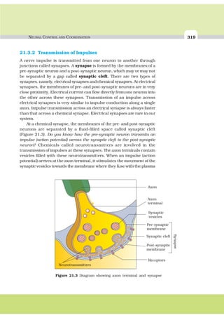 NEURAL CONTROL AND COORDINATION 319
21.3.2 Transmission of Impulses
A nerve impulse is transmitted from one neuron to another through
junctions called synapses. A synapse is formed by the membranes of a
pre-synaptic neuron and a post-synaptic neuron, which may or may not
be separated by a gap called synaptic cleft. There are two types of
synapses, namely, electrical synapses and chemical synapses. At electrical
synapses, the membranes of pre- and post-synaptic neurons are in very
close proximity. Electrical current can flow directly from one neuron into
the other across these synapses. Transmission of an impulse across
electrical synapses is very similar to impulse conduction along a single
axon. Impulse transmission across an electrical synapse is always faster
than that across a chemical synapse. Electrical synapses are rare in our
system.
At a chemical synapse, the membranes of the pre- and post-synaptic
neurons are separated by a fluid-filled space called synaptic cleft
(Figure 21.3). Do you know how the pre-synaptic neuron transmits an
impulse (action potential) across the synaptic cleft to the post-synaptic
neuron? Chemicals called neurotransmitters are involved in the
transmission of impulses at these synapses. The axon terminals contain
vesicles filled with these neurotransmitters. When an impulse (action
potential) arrives at the axon terminal, it stimulates the movement of the
synaptic vesicles towards the membrane where they fuse with the plasma
Figure 21.3 Diagram showing axon terminal and synapse
 