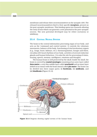 320 BIOLOGY
membrane and release their neurotransmitters in the synaptic cleft. The
released neurotransmitters bind to their specific receptors, present on
the post-synaptic membrane. This binding opens ion channels allowing
the entry of ions which can generate a new potential in the post-synaptic
neuron. The new potential developed may be either excitatory or
inhibitory.
21.4 CENTRAL NEURAL SYSTEM
The brain is the central information processing organ of our body, and
acts as the ‘command and control system’. It controls the voluntary
movements, balance of the body, functioning of vital involuntary organs
(e.g., lungs, heart, kidneys, etc.), thermoregulation, hunger and thirst,
circadian (24-hour) rhythms of our body, activities of several endocrine
glands and human behaviour. It is also the site for processing of vision,
hearing, speech, memory, intelligence, emotions and thoughts.
The human brain is well protected by the skull. Inside the skull, the
brain is covered by cranial meninges consisting of an outer layer called
dura mater, a very thin middle layer called arachnoid and an inner layer
(which is in contact with the brain tissue) called pia mater. The brain can
be divided into three major parts: (i) forebrain, (ii) midbrain, and
(iii) hindbrain (Figure 21.4).
Figure 21.4 Diagram showing sagital section of the human brain
Forebrain
 