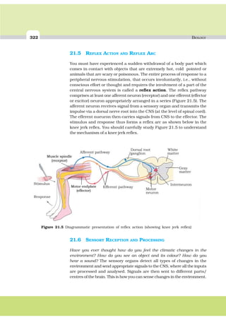 322 BIOLOGY
21.5 REFLEX ACTION AND REFLEX ARC
You must have experienced a sudden withdrawal of a body part which
comes in contact with objects that are extremely hot, cold pointed or
animals that are scary or poisonous. The entire process of response to a
peripheral nervous stimulation, that occurs involuntarily, i.e., without
conscious effort or thought and requires the involvment of a part of the
central nervous system is called a reflex action. The reflex pathway
comprises at least one afferent neuron (receptor) and one efferent (effector
or excitor) neuron appropriately arranged in a series (Figure 21.5). The
afferent neuron receives signal from a sensory organ and transmits the
impulse via a dorsal nerve root into the CNS (at the level of spinal cord).
The efferent nueuron then carries signals from CNS to the effector. The
stimulus and response thus forms a reflex arc as shown below in the
knee jerk reflex. You should carefully study Figure 21.5 to understand
the mechanism of a knee jerk reflex.
21.6 SENSORY RECEPTION AND PROCESSING
Have you ever thought how do you feel the climatic changes in the
environment? How do you see an object and its colour? How do you
hear a sound? The sensory organs detect all types of changes in the
environment and send appropriate signals to the CNS, where all the inputs
are processed and analysed. Signals are then sent to different parts/
centres of the brain. This is how you can sense changes in the environment.
Figure 21.5 Diagrammatic presentation of reflex action (showing knee jerk reflex)
 