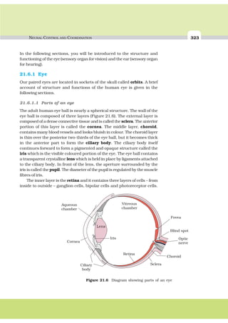 NEURAL CONTROL AND COORDINATION 323
In the following sections, you will be introduced to the structure and
functioning of the eye (sensory organ for vision) and the ear (sensory organ
for hearing).
21.6.1 Eye
Our paired eyes are located in sockets of the skull called orbits. A brief
account of structure and functions of the human eye is given in the
following sections.
21.6.1.1 Parts of an eye
The adult human eye ball is nearly a spherical structure. The wall of the
eye ball is composed of three layers (Figure 21.6). The external layer is
composed of a dense connective tissue and is called the sclera. The anterior
portion of this layer is called the cornea. The middle layer, choroid,
contains many blood vessels and looks bluish in colour. The choroid layer
is thin over the posterior two-thirds of the eye ball, but it becomes thick
in the anterior part to form the ciliary body. The ciliary body itself
continues forward to form a pigmented and opaque structure called the
iris which is the visible coloured portion of the eye. The eye ball contains
a transparent crystalline lens which is held in place by ligaments attached
to the ciliary body. In front of the lens, the aperture surrounded by the
iris is called the pupil. The diameter of the pupil is regulated by the muscle
fibres of iris.
The inner layer is the retina and it contains three layers of cells – from
inside to outside – ganglion cells, bipolar cells and photoreceptor cells.
Figure 21.6 Diagram showing parts of an eye
 