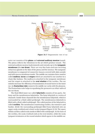 NEURAL CONTROL AND COORDINATION 325
outer ear consists of the pinna and external auditory meatus (canal).
The pinna collects the vibrations in the air which produce sound. The
external auditory meatus leads inwards and extends up to the tympanic
membrane (the ear drum). There are very fine hairs and wax-secreting
sebaceous glands in the skin of the pinna and the meatus. The tympanic
membrane is composed of connective tissues covered with skin outside
and with mucus membrane inside. The middle ear contains three ossicles
called malleus, incus and stapes which are attached to one another in a
chain-like fashion. The malleus is attached to the tympanic membrane
and the stapes is attached to the oval window of the cochlea. The ear
ossicles increase the efficiency of transmission of sound waves to the inner
ear. An Eustachian tube connects the middle ear cavity with the pharynx.
The Eustachian tube helps in equalising the pressures on either sides of
the ear drum.
The fluid-filled inner ear called labyrinth consists of two parts, the
bony and the membranous labyrinths. The bony labyrinth is a series of
channels. Inside these channels lies the membranous labyrinth, which is
surrounded by a fluid called perilymph. The membranous labyrinth is
filled with a fluid called endolymph. The coiled portion of the labyrinth is
called cochlea. The membranes constituting cochlea, the reissner’s and
basilar, divide the surounding perilymph filled bony labyrinth into an
upper scala vestibuli and a lower scala tympani (Figure 21.8). The space
within cochlea called scala media is filled with endolymph. At the base of
the cochlea, the scala vestibuli ends at the oval window, while the scala
tympani terminates at the round window which opens to the middle ear.
Figure 21.7 Diagrammatic view of ear
 