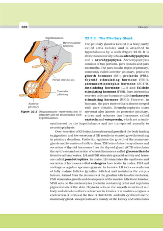332 BIOLOGY
22.2.2 The Pituitary Gland
The pituitary gland is located in a bony cavity
called sella tursica and is attached to
hypothalamus by a stalk (Figure 22.2). It is
divided anatomically into an adenohypophysis
and a neurohypophysis. Adenohypophysis
consists of two portions, pars distalis and pars
intermedia. The pars distalis region of pituitary,
commonly called anterior pituitary, produces
growth hormone (GH), prolactin (PRL),
thyroid stimulating hormone (TSH),
adrenocorticotrophic hormone (ACTH),
luteinizing hormone (LH) and follicle
stimulating hormone (FSH). Pars intermedia
secretes only one hormone called melanocyte
stimulating hormone (MSH). However, in
humans, the pars intermedia is almost merged
with pars distalis. Neurohypophysis (pars
nervosa) also known as posterior pituitary,
stores and releases two hormones called
oxytocin and vasopressin, which are actually
synthesised by the hypothalamus and are transported axonally to
neurohypophysis.
Over-secretion of GH stimulates abnormal growth of the body leading
to gigantism and low secretion of GH results in stunted growth resulting
in pituitary dwarfism. Prolactin regulates the growth of the mammary
glands and formation of milk in them. TSH stimulates the synthesis and
secretion of thyroid hormones from the thyroid gland. ACTH stimulates
the synthesis and secretion of steroid hormones called glucocorticoids
from the adrenal cortex. LH and FSH stimulate gonadal activity and hence
are called gonadotrophins. In males, LH stimulates the synthesis and
secretion of hormones called androgens from testis. In males, FSH and
androgens regulate spermatogenesis. In females, LH induces ovulation
of fully mature follicles (graafian follicles) and maintains the corpus
luteum, formed from the remnants of the graafian follicles after ovulation.
FSH stimulates growth and development of the ovarian follicles in females.
MSH acts on the melanocytes (melanin containing cells) and regulates
pigmentation of the skin. Oxytocin acts on the smooth muscles of our
body and stimulates their contraction. In females, it stimulates a vigorous
contraction of uterus at the time of child birth, and milk ejection from the
mammary gland. Vasopressin acts mainly at the kidney and stimulates
Posterior
pituitary
Anterior
pituitary
Hypothalamus
Hypothalamic
neurons
Portal circulation
Figure 22.2 Diagrammatic representation of
pituitary and its relationship with
hypothalamus
 
