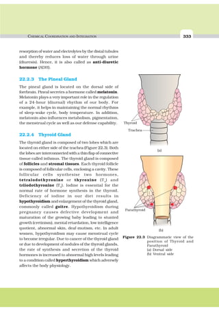 CHEMICAL COORDINATION AND INTEGRATION 333
resorption of water and electrolytes by the distal tubules
and thereby reduces loss of water through urine
(diuresis). Hence, it is also called as anti-diuretic
hormone (ADH).
22.2.3 The Pineal Gland
The pineal gland is located on the dorsal side of
forebrain. Pineal secretes a hormone called melatonin.
Melatonin plays a very important role in the regulation
of a 24-hour (diurnal) rhythm of our body. For
example, it helps in maintaining the normal rhythms
of sleep-wake cycle, body temperature. In addition,
melatonin also influences metabolism, pigmentation,
the menstrual cycle as well as our defense capability.
22.2.4 Thyroid Gland
The thyroid gland is composed of two lobes which are
located on either side of the trachea (Figure 22.3). Both
the lobes are interconnected with a thin flap of connective
tissue called isthmus. The thyroid gland is composed
of follicles and stromal tissues. Each thyroid follicle
is composed of follicular cells, enclosing a cavity. These
follicular cells synthesise two hormones,
tetraiodothyronine or thyroxine (T4
) and
triiodothyronine (T3
). Iodine is essential for the
normal rate of hormone synthesis in the thyroid.
Deficiency of iodine in our diet results in
hypothyroidism and enlargement of the thyroid gland,
commonly called goitre. Hypothyroidism during
pregnancy causes defective development and
maturation of the growing baby leading to stunted
growth (cretinism), mental retardation, low intelligence
quotient, abnormal skin, deaf-mutism, etc. In adult
women, hypothyroidism may cause menstrual cycle
to become irregular. Due to cancer of the thyroid gland
or due to development of nodules of the thyroid glands,
the rate of synthesis and secretion of the thyroid
hormones is increased to abnormal high levels leading
to a condition called hyperthyroidism which adversely
affects the body physiology.
Figure 22.3 Diagrammatic view of the
position of Thyroid and
Parathyroid
(a) Dorsal side
(b) Ventral side
(a)
Thyroid
Trachea
Parathyroid
(b)
 