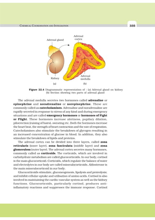 CHEMICAL COORDINATION AND INTEGRATION 335
The adrenal medulla secretes two hormones called adrenaline or
epinephrine and noradrenaline or norepinephrine. These are
commonly called as catecholamines. Adrenaline and noradrenaline are
rapidly secreted in response to stress of any kind and during emergency
situations and are called emergency hormones or hormones of Fight
or Flight. These hormones increase alertness, pupilary dilation,
piloerection (raising of hairs), sweating etc. Both the hormones increase
the heart beat, the strength of heart contraction and the rate of respiration.
Catecholamines also stimulate the breakdown of glycogen resulting in
an increased concentration of glucose in blood. In addition, they also
stimulate the breakdown of lipids and proteins.
The adrenal cortex can be divided into three layers, called zona
reticularis (inner layer), zona fasciculata (middle layer) and zona
glomerulosa (outer layer). The adrenal cortex secretes many hormones,
commonly called as corticoids. The corticoids, which are involved in
carbohydrate metabolism are called glucocorticoids. In our body, cortisol
is the main glucocorticoid. Corticoids, which regulate the balance of water
and electrolytes in our body are called mineralocorticoids. Aldosterone is
the main mineralocorticoid in our body.
Glucocorticoids stimulate, gluconeogenesis, lipolysis and proteolysis;
and inhibit cellular uptake and utilisation of amino acids. Cortisol is also
involved in maintaining the cardio-vascular system as well as the kidney
functions. Glucocorticoids, particularly cortisol, produces anti-
inflamatory reactions and suppresses the immune response. Cortisol
Kidney
(a) (b)
Adrenal
cortex
Adrenal
medulla
Adrenal gland
Figure 22.4 Diagrammatic representation of : (a) Adrenal gland on kidney
(b) Section showing two parts of adrenal gland
 
