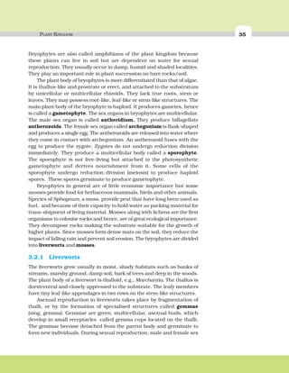 PLANT KINGDOM 35
Bryophytes are also called amphibians of the plant kingdom because
these plants can live in soil but are dependent on water for sexual
reproduction. They usually occur in damp, humid and shaded localities.
They play an important role in plant succession on bare rocks/soil.
The plant body of bryophytes is more differentiated than that of algae.
It is thallus-like and prostrate or erect, and attached to the substratum
by unicellular or multicellular rhizoids. They lack true roots, stem or
leaves. They may possess root-like, leaf-like or stem-like structures. The
main plant body of the bryophyte is haploid. It produces gametes, hence
is called a gametophyte. The sex organs in bryophytes are multicellular.
The male sex organ is called antheridium. They produce biflagellate
antherozoids. The female sex organ called archegonium is flask-shaped
and produces a single egg. The antherozoids are released into water where
they come in contact with archegonium. An antherozoid fuses with the
egg to produce the zygote. Zygotes do not undergo reduction division
immediately. They produce a multicellular body called a sporophyte.
The sporophyte is not free-living but attached to the photosynthetic
gametophyte and derives nourishment from it. Some cells of the
sporophyte undergo reduction division (meiosis) to produce haploid
spores. These spores germinate to produce gametophyte.
Bryophytes in general are of little economic importance but some
mosses provide food for herbaceous mammals, birds and other animals.
Species of Sphagnum, a moss, provide peat that have long been used as
fuel, and because of their capacity to hold water as packing material for
trans-shipment of living material. Mosses along with lichens are the first
organisms to colonise rocks and hence, are of great ecological importance.
They decompose rocks making the substrate suitable for the growth of
higher plants. Since mosses form dense mats on the soil, they reduce the
impact of falling rain and prevent soil erosion. The bryophytes are divided
into liverworts and mosses.
3.2.1 Liverworts
The liverworts grow usually in moist, shady habitats such as banks of
streams, marshy ground, damp soil, bark of trees and deep in the woods.
The plant body of a liverwort is thalloid, e.g., Marchantia. The thallus is
dorsiventral and closely appressed to the substrate. The leafy members
have tiny leaf-like appendages in two rows on the stem-like structures.
Asexual reproduction in liverworts takes place by fragmentation of
thalli, or by the formation of specialised structures called gemmae
(sing. gemma). Gemmae are green, multicellular, asexual buds, which
develop in small receptacles called gemma cups located on the thalli.
The gemmae become detached from the parent body and germinate to
form new individuals. During sexual reproduction, male and female sex
 