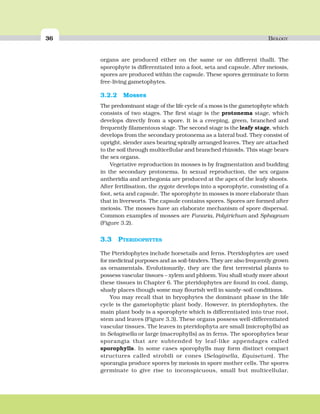 36 BIOLOGY
organs are produced either on the same or on different thalli. The
sporophyte is differentiated into a foot, seta and capsule. After meiosis,
spores are produced within the capsule. These spores germinate to form
free-living gametophytes.
3.2.2 Mosses
The predominant stage of the life cycle of a moss is the gametophyte which
consists of two stages. The first stage is the protonema stage, which
develops directly from a spore. It is a creeping, green, branched and
frequently filamentous stage. The second stage is the leafy stage, which
develops from the secondary protonema as a lateral bud. They consist of
upright, slender axes bearing spirally arranged leaves. They are attached
to the soil through multicellular and branched rhizoids. This stage bears
the sex organs.
Vegetative reproduction in mosses is by fragmentation and budding
in the secondary protonema. In sexual reproduction, the sex organs
antheridia and archegonia are produced at the apex of the leafy shoots.
After fertilisation, the zygote develops into a sporophyte, consisting of a
foot, seta and capsule. The sporophyte in mosses is more elaborate than
that in liverworts. The capsule contains spores. Spores are formed after
meiosis. The mosses have an elaborate mechanism of spore dispersal.
Common examples of mosses are Funaria, Polytrichum and Sphagnum
(Figure 3.2).
3.3 PTERIDOPHYTES
The Pteridophytes include horsetails and ferns. Pteridophytes are used
for medicinal purposes and as soil-binders. They are also frequently grown
as ornamentals. Evolutionarily, they are the first terrestrial plants to
possess vascular tissues – xylem and phloem. You shall study more about
these tissues in Chapter 6. The pteridophytes are found in cool, damp,
shady places though some may flourish well in sandy-soil conditions.
You may recall that in bryophytes the dominant phase in the life
cycle is the gametophytic plant body. However, in pteridophytes, the
main plant body is a sporophyte which is differentiated into true root,
stem and leaves (Figure 3.3). These organs possess well-differentiated
vascular tissues. The leaves in pteridophyta are small (microphylls) as
in Selaginella or large (macrophylls) as in ferns. The sporophytes bear
sporangia that are subtended by leaf-like appendages called
sporophylls. In some cases sporophylls may form distinct compact
structures called strobili or cones (Selaginella, Equisetum). The
sporangia produce spores by meiosis in spore mother cells. The spores
germinate to give rise to inconspicuous, small but multicellular,
 