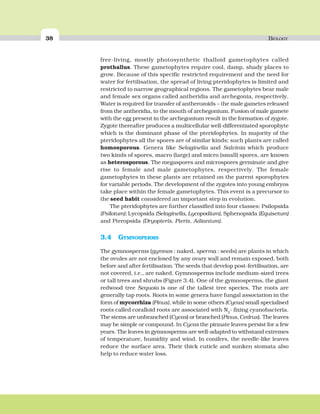 38 BIOLOGY
free-living, mostly photosynthetic thalloid gametophytes called
prothallus. These gametophytes require cool, damp, shady places to
grow. Because of this specific restricted requirement and the need for
water for fertilisation, the spread of living pteridophytes is limited and
restricted to narrow geographical regions. The gametophytes bear male
and female sex organs called antheridia and archegonia, respectively.
Water is required for transfer of antherozoids – the male gametes released
from the antheridia, to the mouth of archegonium. Fusion of male gamete
with the egg present in the archegonium result in the formation of zygote.
Zygote thereafter produces a multicellular well-differentiated sporophyte
which is the dominant phase of the pteridophytes. In majority of the
pteridophytes all the spores are of similar kinds; such plants are called
homosporous. Genera like Selaginella and Salvinia which produce
two kinds of spores, macro (large) and micro (small) spores, are known
as heterosporous. The megaspores and microspores germinate and give
rise to female and male gametophytes, respectively. The female
gametophytes in these plants are retained on the parent sporophytes
for variable periods. The development of the zygotes into young embryos
take place within the female gametophytes. This event is a precursor to
the seed habit considered an important step in evolution.
The pteridophytes are further classified into four classes: Psilopsida
(Psilotum); Lycopsida (Selaginella, Lycopodium), Sphenopsida (Equisetum)
and Pteropsida (Dryopteris, Pteris, Adiantum).
3.4 GYMNOSPERMS
The gymnosperms (gymnos : naked, sperma : seeds) are plants in which
the ovules are not enclosed by any ovary wall and remain exposed, both
before and after fertilisation. The seeds that develop post-fertilisation, are
not covered, i.e., are naked. Gymnosperms include medium-sized trees
or tall trees and shrubs (Figure 3.4). One of the gymnosperms, the giant
redwood tree Sequoia is one of the tallest tree species. The roots are
generally tap roots. Roots in some genera have fungal association in the
form of mycorrhiza (Pinus), while in some others (Cycas) small specialised
roots called coralloid roots are associated with N2
- fixing cyanobacteria.
The stems are unbranched (Cycas) or branched (Pinus, Cedrus). The leaves
may be simple or compound. In Cycas the pinnate leaves persist for a few
years. The leaves in gymnosperms are well-adapted to withstand extremes
of temperature, humidity and wind. In conifers, the needle-like leaves
reduce the surface area. Their thick cuticle and sunken stomata also
help to reduce water loss.
 