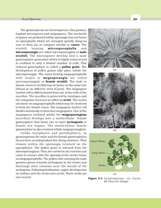 PLANT KINGDOM 39
The gymnosperms are heterosporous; they produce
haploid microspores and megaspores. The two kinds
of spores are produced within sporangia that are borne
on sporophylls which are arranged spirally along an
axis to form lax or compact strobili or cones. The
strobili bearing microsporophylls and
microsporangia are called microsporangiate or male
strobili. The microspores develop into a male
gametophytic generation which is highly reduced and
is confined to only a limited number of cells. This
reduced gametophyte is called a pollen grain. The
development of pollen grains take place within the
microsporangia. The cones bearing megasporophylls
with ovules or megasporangia are called
macrosporangiate or female strobili. The male or
female cones or strobili may be borne on the same tree
(Pinus) or on different trees (Cycas). The megaspore
mother cell is differentiated from one of the cells of the
nucellus. The nucellus is protected by envelopes and
the composite structure is called an ovule. The ovules
are borne on megasporophylls which may be clustered
to form the female cones. The megaspore mother cell
divides meiotically to form four megaspores. One of the
megaspores enclosed within the megasporangium
(nucellus) develops into a multicellular female
gametophyte that bears two or more archegonia or
female sex organs. The multicellular female
gametophyte is also retained within megasporangium.
Unlike bryophytes and pteridophytes, in
gymnosperms the male and the female gametophytes
do not have an independent free-living existence. They
remain within the sporangia retained on the
sporophytes. The pollen grain is released from the
microsporangium. They are carried in air currents and
come in contact with the opening of the ovules borne
on megasporophylls. The pollen tube carrying the male
gametes grows towards archegonia in the ovules and
discharge their contents near the mouth of the
archegonia. Following fertilisation, zygote develops into
an embryo and the ovules into seeds. These seeds are
not covered.
(c)
Figure 3.4 Gymnosperms: (a) Cycas
(b) Pinus (c) Ginkgo
Seeds
Dwarf
shoot
Long
shoot
Dwarf Shoot
Long Shoot
Seeds
(b)
(a)
 