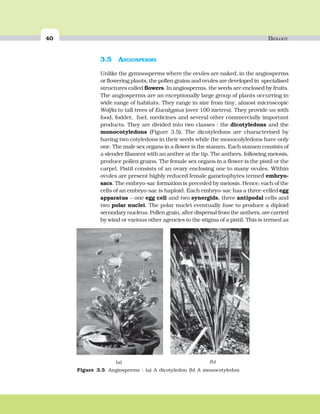 40 BIOLOGY
3.5 ANGIOSPERMS
Unlike the gymnosperms where the ovules are naked, in the angiosperms
or flowering plants, the pollen grains and ovules are developed in specialised
structures called flowers. In angiosperms, the seeds are enclosed by fruits.
The angiosperms are an exceptionally large group of plants occurring in
wide range of habitats. They range in size from tiny, almost microscopic
Wolfia to tall trees of Eucalyptus (over 100 metres). They provide us with
food, fodder, fuel, medicines and several other commercially important
products. They are divided into two classes : the dicotyledons and the
monocotyledons (Figure 3.5). The dicotyledons are characterised by
having two cotyledons in their seeds while the monocolyledons have only
one. The male sex organs in a flower is the stamen. Each stamen consists of
a slender filament with an anther at the tip. The anthers, following meiosis,
produce pollen grains. The female sex organs in a flower is the pistil or the
carpel. Pistil consists of an ovary enclosing one to many ovules. Within
ovules are present highly reduced female gametophytes termed embryo-
sacs. The embryo-sac formation is preceded by meiosis. Hence, each of the
cells of an embryo-sac is haploid. Each embryo-sac has a three-celled egg
apparatus – one egg cell and two synergids, three antipodal cells and
two polar nuclei. The polar nuclei eventually fuse to produce a diploid
secondary nucleus. Pollen grain, after dispersal from the anthers, are carried
by wind or various other agencies to the stigma of a pistil. This is termed as
(b)(a)
Figure 3.5 Angiosperms : (a) A dicotyledon (b) A monocotyledon
 