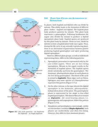 42 BIOLOGY
3.6 PLANT LIFE CYCLES AND ALTERNATION OF
GENERATIONS
In plants, both haploid and diploid cells can divide by
mitosis. This ability leads to the formation of different
plant bodies - haploid and diploid. The haploid plant
body produces gametes by mitosis. This plant body
represents a gametophyte. Following fertilisation the
zygote also divides by mitosis to produce a diploid
sporophytic plant body. Haploid spores are produced
by this plant body by meiosis. These in turn, divide by
mitosis to form a haploid plant body once again. Thus,
during the life cycle of any sexually reproducing plant,
there is an alternation of generations between gamete
producing haploid gametophyte and spore producing
diploid sporophyte.
However, different plant groups, as well as individuals
representing them, differ in the following patterns:
1. Sporophytic generation is represented only by the
one-celled zygote. There are no free-living
sporophytes. Meiosis in the zygote results in the
formation of haploid spores. The haploid spores
divide mitotically and form the gametophyte. The
dominant, photosynthetic phase in such plants is
the free-living gametophyte. This kind of life cycle
is termed as haplontic. Many algae such as Volvox,
Spirogyra and some species of Chlamydomomas
represent this pattern (Figure 3.7 a).
2. On the other extreme, is the type wherein the diploid
sporophyte is the dominant, photosynthetic,
independent phase of the plant. The gametophytic
phase is represented by the single to few-celled
haploid gametophyte. This kind of lifecycle is termed
as diplontic. All seed-bearing plants i.e.
gymnosperms and angiosperms, follow this pattern
(Figure 3.7 b).
3. Bryophytes and pteridophytes, interestingly, exhibit
an intermediate condition (Haplo-diplontic); both
phases are multicellular and often free-living.
However, they differ in their dominant phases.
Syngam
y
Zygote
(2n)
Spores
(n)
Haplontic
A
B
Gametogenesis
Meiosis
Gametophyte
(n)
(a)
Diplontic
Gametogenesis
Meiosis
Sporophyte
(2n)
Zygote (2n)
Syngam
y
(b)
A
B
(n)
B
A
Haplo-diplontic
Spores
(n)
Meiosis
Gametophyte
(n)
Syngamy
Zygote
(2n)
Gametogenesis
Sporophyte
(2n)
(c)
Figure 3.7 Life cycle patterns : (a) Haplontic
(b) Diplontic (c) Haplo-diplontic
 