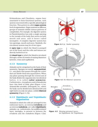 ANIMAL KINGDOM 4747ANIMAL KINGDOM
Echinoderms and Chordates, organs have
associated to form functional systems, each
system concerned with a specific physiological
function. This pattern is called organ system
level of organisation. Organ systems in different
groups of animals exhibit various patterns of
complexities. For example, the digestive system
in Platyhelminthes has only a single opening
to the outside of the body that serves as both
mouth and anus, and is hence called
incomplete. A complete digestive system has
two openings, mouth and anus. Similarly, the
circulatory system may be of two types:
(i) open type in which the blood is pumped
out of the heart and the cells and tissues are
directly bathed in it or
(ii) closed type in which the blood is circulated
through a series of vessels of varying diameters
(arteries, veins and capillaries).
4.1.2 Symmetry
Animals can be categorised on the basis of their
symmetry. Sponges are mostly asymmetrical,
i.e., any plane that passes through the centre
does not divide them into equal halves. When
any plane passing through the central axis of
the body divides the organism into two identical
halves, it is called radial symmetry.
Coelenterates, ctenophores and echinoderms
have this kind of body plan (Figure 4.1a).
Animals like annelids, arthropods, etc., where
the body can be divided into identical left and
right halves in only one plane, exhibit bilateral
symmetry (Figure 4.1b).
4.1.3 Diploblastic and Triploblastic
Organisation
Animals in which the cells are arranged in two
embryonic layers, an external ectoderm and
an internal endoderm, are called diploblastic
animals, e.g., coelenterates. An undifferentiated
layer, mesoglea, is present in between the
ectoderm and the endoderm (Figure 4.2a).
Figure 4.2 Showing germinal layers :
(a) Diploblastic (b) Triploblastic
(a) (b)
Ectoderm
Mesoglea
Endoderm
Mesoderm
Figure 4.1 (b) Bilateral symmetry
Figure 4.1 (a) Radial symmetry
 