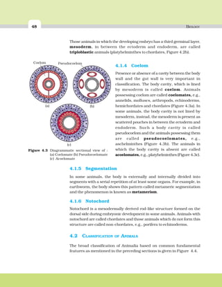 48 BIOLOGY
4.1.4 Coelom
Presence or absence of a cavity between the body
wall and the gut wall is very important in
classification. The body cavity, which is lined
by mesoderm is called coelom. Animals
possessing coelom are called coelomates, e.g.,
annelids, molluscs, arthropods, echinoderms,
hemichordates and chordates (Figure 4.3a). In
some animals, the body cavity is not lined by
mesoderm, instead, the mesoderm is present as
scattered pouches in between the ectoderm and
endoderm. Such a body cavity is called
pseudocoelom and the animals possessing them
are called pseudocoelomates, e.g.,
aschelminthes (Figure 4.3b). The animals in
which the body cavity is absent are called
acoelomates, e.g., platyhelminthes (Figure 4.3c).
(a) (b)
(c)
PseudocoelomCoelom
Figure 4.3 Diagrammatic sectional view of :
(a) Coelomate (b) Pseudocoelomate
(c) Acoelomate
Those animals in which the developing embryo has a third germinal layer,
mesoderm, in between the ectoderm and endoderm, are called
triploblastic animals (platyhelminthes to chordates, Figure 4.2b).
4.1.5 Segmentation
In some animals, the body is externally and internally divided into
segments with a serial repetition of at least some organs. For example, in
earthworm, the body shows this pattern called metameric segmentation
and the phenomenon is known as metamerism.
4.1.6 Notochord
Notochord is a mesodermally derived rod-like structure formed on the
dorsal side during embryonic development in some animals. Animals with
notochord are called chordates and those animals which do not form this
structure are called non-chordates, e.g., porifera to echinoderms.
4.2 CLASSIFICATION OF ANIMALS
The broad classification of Animalia based on common fundamental
features as mentioned in the preceding sections is given in Figure 4.4.
 