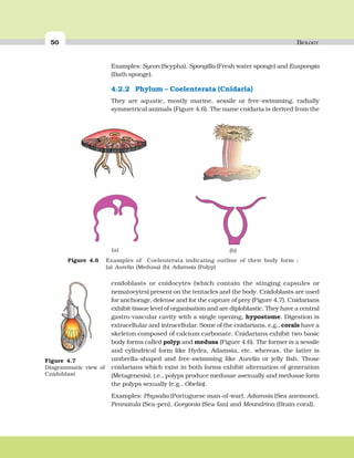 50 BIOLOGY
cnidoblasts or cnidocytes (which contain the stinging capsules or
nematocytes) present on the tentacles and the body. Cnidoblasts are used
for anchorage, defense and for the capture of prey (Figure 4.7). Cnidarians
exhibit tissue level of organisation and are diploblastic. They have a central
gastro-vascular cavity with a single opening, hypostome. Digestion is
extracellular and intracellular. Some of the cnidarians, e.g., corals have a
skeleton composed of calcium carbonate. Cnidarians exhibit two basic
body forms called polyp and medusa (Figure 4.6). The former is a sessile
and cylindrical form like Hydra, Adamsia, etc. whereas, the latter is
umbrella-shaped and free-swimming like Aurelia or jelly fish. Those
cnidarians which exist in both forms exhibit alternation of generation
(Metagenesis), i.e., polyps produce medusae asexually and medusae form
the polyps sexually (e.g., Obelia).
Examples: Physalia (Portuguese man-of-war), Adamsia (Sea anemone),
Pennatula (Sea-pen), Gorgonia (Sea-fan) and Meandrina (Brain coral).
Figure 4.7
Diagrammatic view of
Cnidoblast
Figure 4.6 Examples of Coelenterata indicating outline of their body form :
(a) Aurelia (Medusa) (b) Adamsia (Polyp)
(b)(a)
Examples: Sycon (Scypha), Spongilla (Fresh water sponge) and Euspongia
(Bath sponge).
4.2.2 Phylum – Coelenterata (Cnidaria)
They are aquatic, mostly marine, sessile or free-swimming, radially
symmetrical animals (Figure 4.6). The name cnidaria is derived from the
 