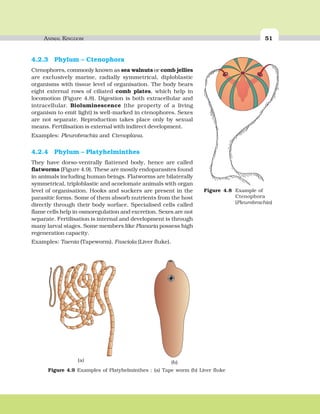 ANIMAL KINGDOM 5151ANIMAL KINGDOM
4.2.3 Phylum – Ctenophora
Ctenophores, commonly known as sea walnuts or comb jellies
are exclusively marine, radially symmetrical, diploblastic
organisms with tissue level of organisation. The body bears
eight external rows of ciliated comb plates, which help in
locomotion (Figure 4.8). Digestion is both extracellular and
intracellular. Bioluminescence (the property of a living
organism to emit light) is well-marked in ctenophores. Sexes
are not separate. Reproduction takes place only by sexual
means. Fertilisation is external with indirect development.
Examples: Pleurobrachia and Ctenoplana.
4.2.4 Phylum – Platyhelminthes
They have dorso-ventrally flattened body, hence are called
flatworms (Figure 4.9). These are mostly endoparasites found
in animals including human beings. Flatworms are bilaterally
symmetrical, triploblastic and acoelomate animals with organ
level of organisation. Hooks and suckers are present in the
parasitic forms. Some of them absorb nutrients from the host
directly through their body surface. Specialised cells called
flame cells help in osmoregulation and excretion. Sexes are not
separate. Fertilisation is internal and development is through
many larval stages. Some members like Planaria possess high
regeneration capacity.
Examples: Taenia (Tapeworm), Fasciola (Liver fluke).
Figure 4.8 Example of
Ctenophora
(Pleurobrachia)
(a) (b)
Figure 4.9 Examples of Platyhelminthes : (a) Tape worm (b) Liver fluke
 