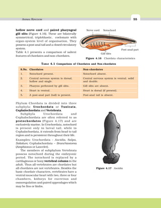 ANIMAL KINGDOM 5555ANIMAL KINGDOM
hollow nerve cord and paired pharyngeal
gill slits (Figure 4.16). These are bilaterally
symmetrical, triploblastic, coelomate with
organ-system level of organisation. They
possess a post anal tail and a closed circulatory
system.
Table 4.1 presents a comparison of salient
features of chordates and non-chordates.
Phylum Chordata is divided into three
subphyla: Urochordata or Tunicata,
Cephalochordata and Vertebrata.
Subphyla Urochordata and
Cephalochordata are often referred to as
protochordates (Figure 4.17) and are
exclusively marine. In Urochordata, notochord
is present only in larval tail, while in
Cephalochordata, it extends from head to tail
region and is persistent throughout their life.
Examples: Urochordata – Ascidia, Salpa,
Doliolum; Cephalochordata – Branchiostoma
(Amphioxus or Lancelet).
The members of subphylum Vertebrata
possess notochord during the embryonic
period. The notochord is replaced by a
cartilaginous or bony vertebral column in the
adult. Thus all vertebrates are chordates but
all chordates are not vertebrates. Besides the
basic chordate characters, vertebrates have a
ventral muscular heart with two, three or four
chambers, kidneys for excretion and
osmoregulation and paired appendages which
may be fins or limbs.
Nerve cord Notochord
Post-anal part
Gill slits
Figure 4.16 Chordata characteristics
Figure 4.17 Ascidia
TABLE 4.1 Comparison of Chordates and Non-chordates
S.No. Chordates Non-chordates
1. Notochord present. Notochord absent.
2. Central nervous system is dorsal, Central nervous system is ventral, solid
hollow and single. and double.
3. Pharynx perforated by gill slits. Gill slits are absent.
4. Heart is ventral. Heart is dorsal (if present).
5. A post-anal part (tail) is present. Post-anal tail is absent.
 
