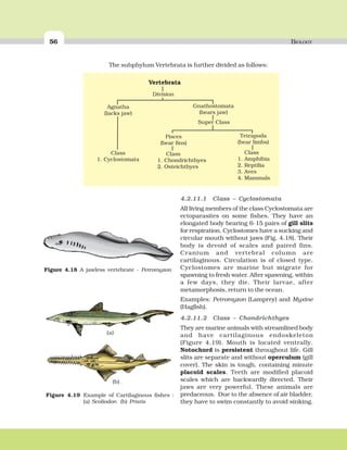 56 BIOLOGY
Figure 4.18 A jawless vertebrate - Petromyzon
Figure 4.19 Example of Cartilaginous fishes :
(a) Scoliodon (b) Pristis
(a)
(b)
4.2.11.1 Class – Cyclostomata
All living members of the class Cyclostomata are
ectoparasites on some fishes. They have an
elongated body bearing 6-15 pairs of gill slits
for respiration. Cyclostomes have a sucking and
circular mouth without jaws (Fig. 4.18). Their
body is devoid of scales and paired fins.
Cranium and vertebral column are
cartilaginous. Circulation is of closed type.
Cyclostomes are marine but migrate for
spawning to fresh water. After spawning, within
a few days, they die. Their larvae, after
metamorphosis, return to the ocean.
Examples: Petromyzon (Lamprey) and Myxine
(Hagfish).
4.2.11.2 Class – Chondrichthyes
They are marine animals with streamlined body
and have cartilaginous endoskeleton
(Figure 4.19). Mouth is located ventrally.
Notochord is persistent throughout life. Gill
slits are separate and without operculum (gill
cover). The skin is tough, containing minute
placoid scales. Teeth are modified placoid
scales which are backwardly directed. Their
jaws are very powerful. These animals are
predaceous. Due to the absence of air bladder,
they have to swim constantly to avoid sinking.
Vertebrata
Division
Agnatha
(lacks jaw)
Class
1. Cyclostomata
Gnathostomata
(bears jaw)
Super Class
Pisces
(bear fins)
Tetrapoda
(bear limbs)
Class
1. Amphibia
2. Reptilia
3. Aves
4. Mammals
Class
1. Chondrichthyes
2. Osteichthyes
The subphylum Vertebrata is further divided as follows:
 