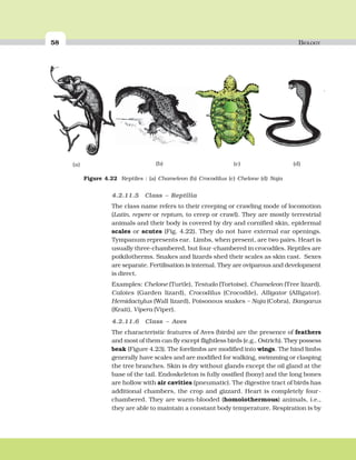 58 BIOLOGY
4.2.11.5 Class – Reptilia
The class name refers to their creeping or crawling mode of locomotion
(Latin, repere or reptum, to creep or crawl). They are mostly terrestrial
animals and their body is covered by dry and cornified skin, epidermal
scales or scutes (Fig. 4.22). They do not have external ear openings.
Tympanum represents ear. Limbs, when present, are two pairs. Heart is
usually three-chambered, but four-chambered in crocodiles. Reptiles are
poikilotherms. Snakes and lizards shed their scales as skin cast. Sexes
are separate. Fertilisation is internal. They are oviparous and development
is direct.
Examples: Chelone (Turtle), Testudo (Tortoise), Chameleon (Tree lizard),
Calotes (Garden lizard), Crocodilus (Crocodile), Alligator (Alligator).
Hemidactylus (Wall lizard), Poisonous snakes – Naja (Cobra), Bangarus
(Krait), Vipera (Viper).
4.2.11.6 Class – Aves
The characteristic features of Aves (birds) are the presence of feathers
and most of them can fly except flightless birds (e.g., Ostrich). They possess
beak (Figure 4.23). The forelimbs are modified into wings. The hind limbs
generally have scales and are modified for walking, swimming or clasping
the tree branches. Skin is dry without glands except the oil gland at the
base of the tail. Endoskeleton is fully ossified (bony) and the long bones
are hollow with air cavities (pneumatic). The digestive tract of birds has
additional chambers, the crop and gizzard. Heart is completely four-
chambered. They are warm-blooded (homoiothermous) animals, i.e.,
they are able to maintain a constant body temperature. Respiration is by
Figure 4.22 Reptiles : (a) Chameleon (b) Crocodilus (c) Chelone (d) Naja
(b) (c)(a) (d)
 