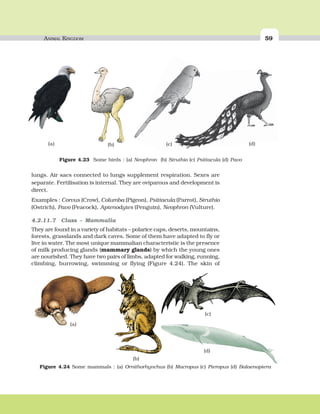 ANIMAL KINGDOM 5959ANIMAL KINGDOM
lungs. Air sacs connected to lungs supplement respiration. Sexes are
separate. Fertilisation is internal. They are oviparous and development is
direct.
Examples : Corvus (Crow), Columba (Pigeon), Psittacula (Parrot), Struthio
(Ostrich), Pavo (Peacock), Aptenodytes (Penguin), Neophron (Vulture).
4.2.11.7 Class – Mammalia
They are found in a variety of habitats – polarice caps, deserts, mountains,
forests, grasslands and dark caves. Some of them have adapted to fly or
live in water. The most unique mammalian characteristic is the presence
of milk producing glands (mammary glands) by which the young ones
are nourished. They have two pairs of limbs, adapted for walking, running,
climbing, burrowing, swimming or flying (Figure 4.24). The skin of
(a)
Figure 4.23 Some birds : (a) Neophron (b) Struthio (c) Psittacula (d) Pavo
(b) (c) (d)
Figure 4.24 Some mammals : (a) Ornithorhynchus (b) Macropus (c) Pteropus (d) Balaenoptera
(a)
(b)
(c)
(d)
 