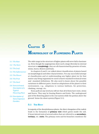 The wide range in the structure of higher plants will never fail to fascinate
us. Even though the angiosperms show such a large diversity in external
structure or morphology, they are all characterised by presence of roots,
stems, leaves, flowers and fruits.
In chapters 2 and 3, we talked about classification of plants based
on morphological and other characteristics. For any successful attempt
at classification and at understanding any higher plant (or for that
matter any living organism) we need to know standard technical terms
and standard definitions. We also need to know about the possible
variations in different parts, found as adaptations of the plants to their
environment, e.g., adaptions to various habitats, for protection,
climbing, storage, etc.
If you pull out any weed you will see that all of them have roots, stems
and leaves. They may be bearing flowers and fruits. The underground
part of the flowering plant is the root system while the portion above the
ground forms the shoot system (Figure 5.1).
5.1 THE ROOT
In majority of the dicotyledonous plants, the direct elongation of the radicle
leads to the formation of primary root which grows inside the soil.
It bears lateral roots of several orders that are referred to as secondary,
tertiary, etc. roots. The primary roots and its branches constitute the
MORPHOLOGY OF FLOWERING PLANTS
CHAPTER 5
5.1 The Root
5.2 The Stem
5.3 The Leaf
5.4 The Inflorescence
5.5 The Flower
5.6 The Fruit
5.7 The Seed
5.8 Semi-technical
Description of a
Typical
Flowering Plant
5.9 Description of
Some Important
Families
 