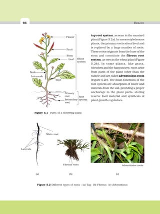 66 BIOLOGY
Flower
Shoot
system
Root
system
Fruit
Bud
Stem
Leaf
Node
Internode
Primary
root
Secondary
root
{
Figure 5.2 Different types of roots : (a) Tap (b) Fibrous (c) Adventitious
(c)(b)
Figure 5.1 Parts of a flowering plant
l
Fibrous roots Adventitious roots
Laterals
(a)
Main root
tap root system, as seen in the mustard
plant (Figure 5.2a). In monocotyledonous
plants, the primary root is short lived and
is replaced by a large number of roots.
These roots originate from the base of the
stem and constitute the fibrous root
system, as seen in the wheat plant (Figure
5.2b). In some plants, like grass,
Monstera and the banyan tree, roots arise
from parts of the plant other than the
radicle and are called adventitious roots
(Figure 5.2c). The main functions of the
root system are absorption of water and
minerals from the soil, providing a proper
anchorage to the plant parts, storing
reserve food material and synthesis of
plant growth regulators.
 