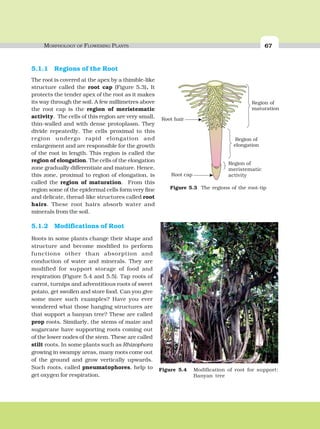 MORPHOLOGY OF FLOWERING PLANTS 67
5.1.1 Regions of the Root
The root is covered at the apex by a thimble-like
structure called the root cap (Figure 5.3). It
protects the tender apex of the root as it makes
its way through the soil. A few millimetres above
the root cap is the region of meristematic
activity. The cells of this region are very small,
thin-walled and with dense protoplasm. They
divide repeatedly. The cells proximal to this
region undergo rapid elongation and
enlargement and are responsible for the growth
of the root in length. This region is called the
region of elongation. The cells of the elongation
zone gradually differentiate and mature. Hence,
this zone, proximal to region of elongation, is
called the region of maturation. From this
region some of the epidermal cells form very fine
and delicate, thread-like structures called root
hairs. These root hairs absorb water and
minerals from the soil.
5.1.2 Modifications of Root
Roots in some plants change their shape and
structure and become modified to perform
functions other than absorption and
conduction of water and minerals. They are
modified for support storage of food and
respiration (Figure 5.4 and 5.5). Tap roots of
carrot, turnips and adventitious roots of sweet
potato, get swollen and store food. Can you give
some more such examples? Have you ever
wondered what those hanging structures are
that support a banyan tree? These are called
prop roots. Similarly, the stems of maize and
sugarcane have supporting roots coming out
of the lower nodes of the stem. These are called
stilt roots. In some plants such as Rhizophora
growing in swampy areas, many roots come out
of the ground and grow vertically upwards.
Such roots, called pneumatophores, help to
get oxygen for respiration.
Figure 5.3 The regions of the root-tip
Figure 5.4 Modification of root for support:
Banyan tree
 