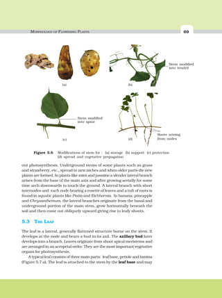 MORPHOLOGY OF FLOWERING PLANTS 69
Figure 5.6 Modifications of stem for : (a) storage (b) support (c) protection
(d) spread and vegetative propagation
(a) (b)
(c) (d)
Stem modified
into tendril
Roots arising
from nodes
Stem modified
into spine
out photosynthesis. Underground stems of some plants such as grass
and strawberry, etc., spread to new niches and when older parts die new
plants are formed. In plants like mint and jasmine a slender lateral branch
arises from the base of the main axis and after growing aerially for some
time arch downwards to touch the ground. A lateral branch with short
internodes and each node bearing a rosette of leaves and a tuft of roots is
found in aquatic plants like Pistia and Eichhornia. In banana, pineapple
and Chrysanthemum, the lateral branches originate from the basal and
underground portion of the main stem, grow horizontally beneath the
soil and then come out obliquely upward giving rise to leafy shoots.
5.3 THE LEAF
The leaf is a lateral, generally flattened structure borne on the stem. It
develops at the node and bears a bud in its axil. The axillary bud later
develops into a branch. Leaves originate from shoot apical meristems and
are arranged in an acropetal order. They are the most important vegetative
organs for photosynthesis.
A typical leaf consists of three main parts: leaf base, petiole and lamina
(Figure 5.7 a). The leaf is attached to the stem by the leaf base and may
 