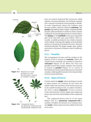70 BIOLOGY
bear two lateral small leaf like structures called
stipules. In monocotyledons, the leaf base expands
into a sheath covering the stem partially or wholly.
In some leguminous plants the leafbase may
become swollen, which is called the pulvinus. The
petiole help hold the blade to light. Long thin flexible
petioles allow leaf blades to flutter in wind, thereby
cooling the leaf and bringing fresh air to leaf surface.
The lamina or the leaf blade is the green expanded
part of the leaf with veins and veinlets. There is,
usually, a middle prominent vein, which is known
as the midrib. Veins provide rigidity to the leaf blade
and act as channels of transport for water, minerals
and food materials. The shape, margin, apex, surface
and extent of incision of lamina varies in different
leaves.
5.3.1 Venation
The arrangement of veins and the veinlets in the
lamina of leaf is termed as venation. When the
veinlets form a network, the venation is termed as
reticulate (Figure 5.7 b). When the veins run
parallel to each other within a lamina, the venation
is termed as parallel (Figure 5.7 c). Leaves of
dicotyledonous plants generally possess reticulate
venation, while parallel venation is the characteristic
of most monocotyledons.
5.3.2 Types of Leaves
A leaf is said to be simple, when its lamina is entire
or when incised, the incisions do not touch the
midrib. When the incisions of the lamina reach up
to the midrib breaking it into a number of leaflets,
the leaf is called compound. A bud is present
in the axil of petiole in both simple and compound
leaves, but not in the axil of leaflets of the compound
leaf.
The compound leaves may be of two types
(Figure 5.8). In a pinnately compound leaf a
number of leaflets are present on a common axis,
the rachis, which represents the midrib of the leaf
as in neem.
Figure 5.7 Structure of a leaf :
(a) Parts of a leaf
(b) Reticulate venation
(c) Parallel venation
(b) (c)
(b)
(a)
Lamina
Petiole
Stipule
Leaf
base
Axillary
bud
(a)
Figure 5.8 Compound leaves :
(a) pinnately compound leaf
(b) palmately compound leaf
 