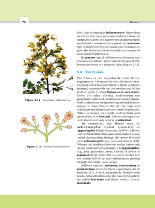 72 BIOLOGY
floral axis is termed as inflorescence. Depending
on whether the apex gets converted into a flower or
continues to grow, two major types of inflorescences
are defined – racemose and cymose. In racemose
type of inflorescences the main axis continues to
grow, the flowers are borne laterally in an acropetal
succession (Figure 5.11).
In cymose type of inflorescence the main axis
terminates in a flower, hence is limited in growth.The
flowers are borne in a basipetal order (Figure 5.12).
5.5 THE FLOWER
The flower is the reproductive unit in the
angiosperms. It is meant for sexual reproduction.
A typical flower has four different kinds of whorls
arranged successively on the swollen end of the
stalk or pedicel, called thalamus or receptacle.
These are calyx, corolla, androecium and
gynoecium. Calyx and corolla are accessory organs,
while androecium and gynoecium are reproductive
organs. In some flowers like lily, the calyx and
corolla are not distinct and are termed as perianth.
When a flower has both androecium and
gynoecium, it is bisexual. A flower having either
only stamens or only carpels is unisexual.
In symmetry, the flower may be
actinomorphic (radial symmetry) or
zygomorphic (bilateral symmetry). When a flower
can be divided into two equal radial halves in any
radial plane passing through the centre, it is said
to be actinomorphic, e.g., mustard, datura, chilli.
When it can be divided into two similar halves only
in one particular vertical plane, it is zygomorphic,
e.g., pea, gulmohur, bean, Cassia. A flower is
asymmetric (irregular) if it cannot be divided into
two similar halves by any vertical plane passing
through the centre, as in canna.
A flower may be trimerous, tetramerous or
pentamerous when the floral appendages are in
multiple of 3, 4 or 5, respectively. Flowers with
bracts, reduced leaf found at the base of the pedicel,
are called bracteate and those without bracts,
ebracteate.
Figure 5.12 Cymose inflorescence
Figure 5.11 Racemose inflorescence
 