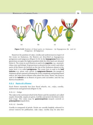 MORPHOLOGY OF FLOWERING PLANTS 73
Based on the position of calyx, corolla and androecium in respect of
the ovary on thalamus, the flowers are described as hypogynous
perigynous and epigynous (Figure 5.13). In the hypogynous flower the
gynoecium occupies the highest position while the other parts are situated
below it. The ovary in such flowers is said to be superior, e.g., mustard,
china rose and brinjal. If gynoecium is situated in the centre and other
parts of the flower are located on the rim of the thalamus almost at the
same level, it is called perigynous. The ovary here is said to be half
inferior, e.g., plum, rose, peach. In epigynous flowers, the margin of
thalamus grows upward enclosing the ovary completely and getting fused
with it, the other parts of flower arise above the ovary. Hence, the ovary is
said to be inferior as in flowers of guava and cucumber, and the ray
florets of sunflower.
5.5.1 Parts of a Flower
Each flower normally has four floral whorls, viz., calyx, corolla,
androecium and gynoecium (Figure 5.14).
5.5.1.1 Calyx
The calyx is the outermost whorl of the flower and the members are called
sepals. Generally, sepals are green, leaf like and protect the flower in the
bud stage. The calyx may be gamosepalous (sepals united) or
polysepalous (sepals free).
5.5.1.2 Corolla
Corolla is composed of petals. Petals are usually brightly coloured to
attract insects for pollination. Like calyx, corolla may be also free
Figure 5.13 Position of floral parts on thalamus : (a) Hypogynous (b) and (c)
Perigynous (d) Epigynous
(a) (b) (c) (d)
 