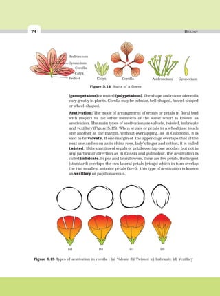 74 BIOLOGY
(gamopetalous) or united (polypetalous). The shape and colour of corolla
vary greatly in plants. Corolla may be tubular, bell-shaped, funnel-shaped
or wheel-shaped.
Aestivation: The mode of arrangement of sepals or petals in floral bud
with respect to the other members of the same whorl is known as
aestivation. The main types of aestivation are valvate, twisted, imbricate
and vexillary (Figure 5.15). When sepals or petals in a whorl just touch
one another at the margin, without overlapping, as in Calotropis, it is
said to be valvate. If one margin of the appendage overlaps that of the
next one and so on as in china rose, lady’s finger and cotton, it is called
twisted. If the margins of sepals or petals overlap one another but not in
any particular direction as in Cassia and gulmohur, the aestivation is
called imbricate. In pea and bean flowers, there are five petals, the largest
(standard) overlaps the two lateral petals (wings) which in turn overlap
the two smallest anterior petals (keel); this type of aestivation is known
as vexillary or papilionaceous.
Pedicel
Calyx
Corolla
Androecium
Gynoecium
Figure 5.14 Parts of a flower
Figure 5.15 Types of aestivation in corolla : (a) Valvate (b) Twisted (c) Imbricate (d) Vexillary
(a) (b) (c) (d)
 