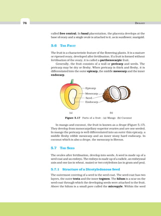 76 BIOLOGY
called free central. In basal placentation, the placenta develops at the
base of ovary and a single ovule is attached to it, as in sunflower, marigold.
5.6 THE FRUIT
The fruit is a characteristic feature of the flowering plants. It is a mature
or ripened ovary, developed after fertilisation. If a fruit is formed without
fertilisation of the ovary, it is called a parthenocarpic fruit.
Generally, the fruit consists of a wall or pericarp and seeds. The
pericarp may be dry or fleshy. When pericarp is thick and fleshy, it is
differentiated into the outer epicarp, the middle mesocarp and the inner
endocarp.
In mango and coconut, the fruit is known as a drupe (Figure 5.17).
They develop from monocarpellary superior ovaries and are one seeded.
In mango the pericarp is well differentiated into an outer thin epicarp, a
middle fleshy edible mesocarp and an inner stony hard endocarp. In
coconut which is also a drupe, the mesocarp is fibrous.
5.7 THE SEED
The ovules after fertilisation, develop into seeds. A seed is made up of a
seed coat and an embryo. The embryo is made up of a radicle, an embryonal
axis and one (as in wheat, maize) or two cotyledons (as in gram and pea).
5.7.1 Structure of a Dicotyledonous Seed
The outermost covering of a seed is the seed coat. The seed coat has two
layers, the outer testa and the inner tegmen. The hilum is a scar on the
seed coat through which the developing seeds were attached to the fruit.
Above the hilum is a small pore called the micropyle. Within the seed
Figure 5.17 Parts of a fruit : (a) Mango (b) Coconut
(a) (b)
 