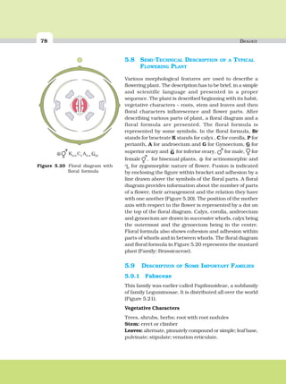 78 BIOLOGY
5.8 SEMI-TECHNICAL DESCRIPTION OF A TYPICAL
FLOWERING PLANT
Various morphological features are used to describe a
flowering plant. The description has to be brief, in a simple
and scientific language and presented in a proper
sequence. The plant is described beginning with its habit,
vegetative characters – roots, stem and leaves and then
floral characters inflorescence and flower parts. After
describing various parts of plant, a floral diagram and a
floral formula are presented. The floral formula is
represented by some symbols. In the floral formula, Br
stands for bracteate K stands for calyx , C for corolla, P for
perianth, A for androecium and G for Gynoecium, G for
superior ovary and G for inferior ovary, for male, for
female , for bisexual plants, ⊕ for actinomorphic and
for zygomorphic nature of flower. Fusion is indicated
by enclosing the figure within bracket and adhesion by a
line drawn above the symbols of the floral parts. A floral
diagram provides information about the number of parts
of a flower, their arrangement and the relation they have
with one another (Figure 5.20). The position of the mother
axis with respect to the flower is represented by a dot on
the top of the floral diagram. Calyx, corolla, androecium
and gynoecium are drawn in successive whorls, calyx being
the outermost and the gynoecium being in the centre.
Floral formula also shows cohesion and adhesion within
parts of whorls and in between whorls. The floral diagram
and floral formula in Figure 5.20 represents the mustard
plant (Family: Brassicaceae).
5.9 DESCRIPTION OF SOME IMPORTANT FAMILIES
5.9.1 Fabaceae
This family was earlier called Papilonoideae, a subfamily
of family Leguminosae. It is distributed all over the world
(Figure 5.21).
Vegetative Characters
Trees, shrubs, herbs; root with root nodules
Stem: erect or climber
Leaves: alternate, pinnately compound or simple; leaf base,
pulvinate; stipulate; venation reticulate.
Figure 5.20 Floral diagram with
floral formula
⊕ K2+2
C4
A2+4
G(2)
 