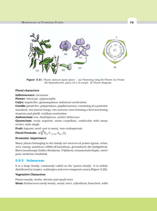 MORPHOLOGY OF FLOWERING PLANTS 79
(b)
(c)
(a) (d)
(e) (f)
Figure 5.21 Pisum sativum (pea) plant : (a) Flowering twig (b) Flower (c) Petals
(d) Reproductive parts (e) L.S.carpel (f) Floral diagram
Floral characters
Inflorescence: racemose
Flower: bisexual, zygomorphic
Calyx: sepals five, gamosepalous; imbricate aestivation
Corolla: petals five, polypetalous, papilionaceous, consisting of a posterior
standard, two lateral wings, two anterior ones forming a keel (enclosing
stamens and pistil), vexillary aestivation
Androecium: ten, diadelphous, anther dithecous
Gynoecium: ovary superior, mono carpellary, unilocular with many
ovules, style single
Fruit: legume; seed: one to many, non-endospermic
Floral Formula: ⊕ K(5)
C1+2+(2)
A(9)+1
G1
Economic importance
Many plants belonging to the family are sources of pulses (gram, arhar,
sem, moong, soyabean; edible oil (soyabean, groundnut); dye (indigofera);
fibres (sunhemp); fodder (Sesbania, Trifolium), ornamentals (lupin, sweet
pea); medicine (muliathi).
5.9.2 Solanaceae
It is a large family, commonly called as the ‘potato family’. It is widely
distributed in tropics, subtropics and even temperate zones (Figure 5.22).
Vegetative Characters
Plants mostly, herbs, shrubs and small trees
Stem: herbaceous rarely woody, aerial; erect, cylindrical, branched, solid
 
